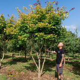 Acer cappadocicum 'Aureum' NWT Products 25 26 0008
