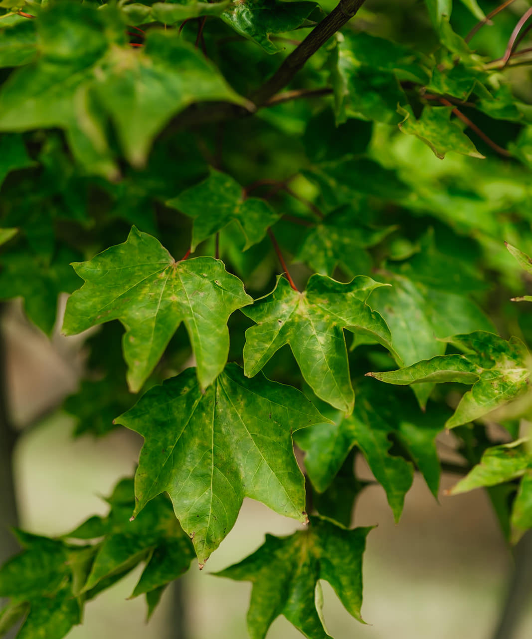 Acer cappadocicum Rubrum grown by New Wood Trees