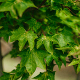 Acer cappadocicum Rubrum grown by New Wood Trees