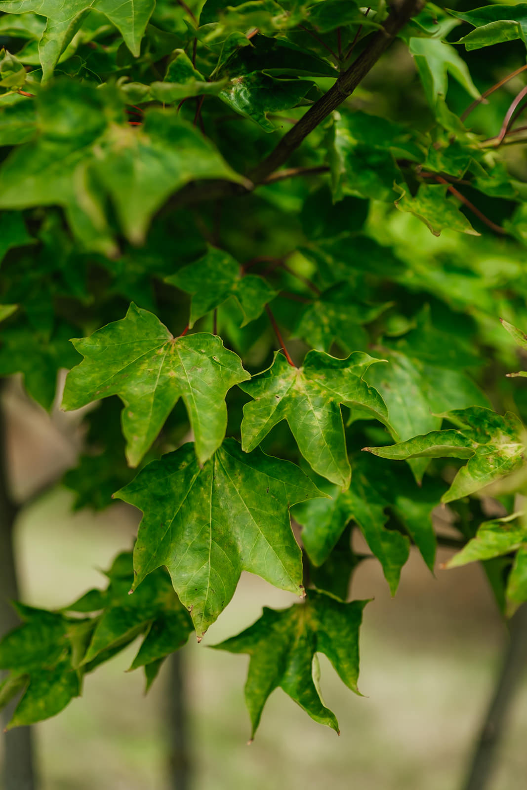 Acer cappadocicum Rubrum grown by New Wood Trees