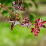 Acer cappadocicum Rubrum grown by New Wood Trees