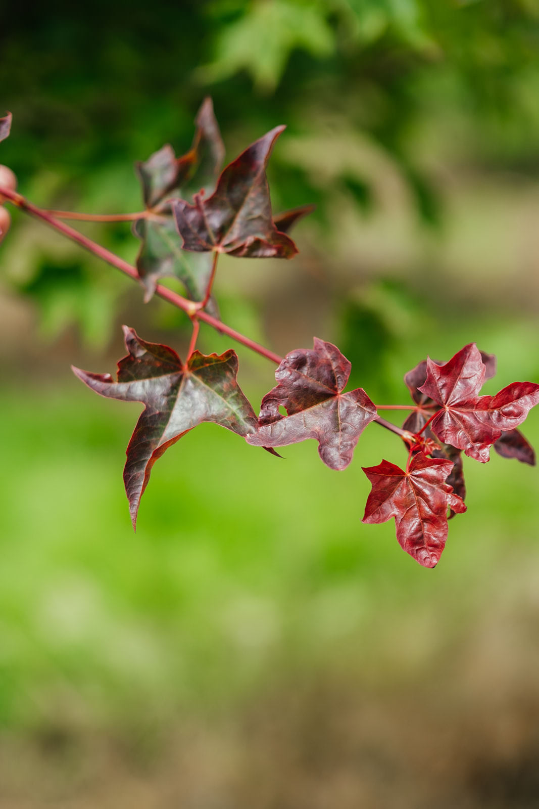Acer cappadocicum Rubrum grown by New Wood Trees