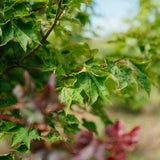 Acer cappadocicum Rubrum grown by New Wood Trees