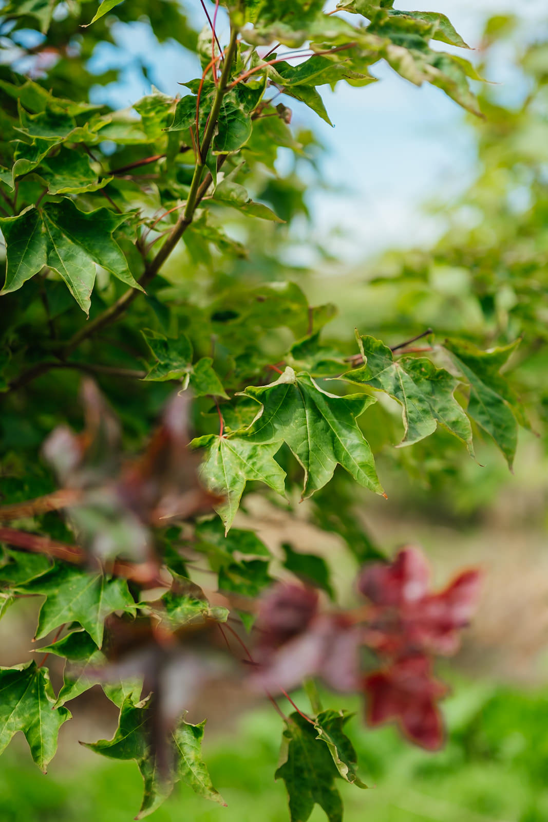Acer cappadocicum Rubrum grown by New Wood Trees