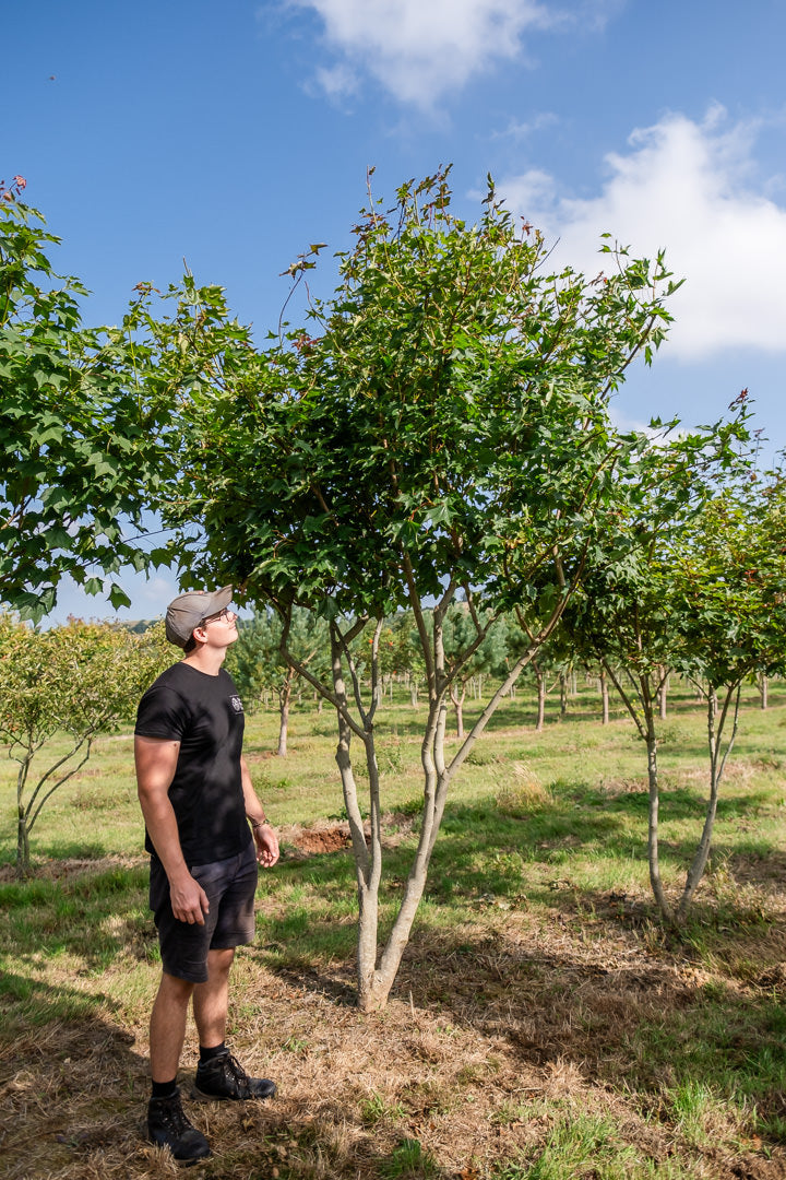 Acer cappadocium 'Rebrum' NWT Products 25 26 0007