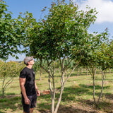 Acer cappadocium 'Rebrum' NWT Products 25 26 0007