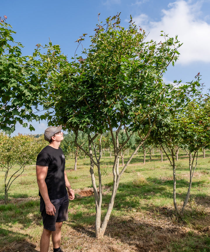 Acer cappadocium 'Rebrum' NWT Products 25 26 0007