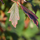 Acer ginnala 1 1663x2491 1