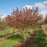 Acer ginnala 2 3 1663x2491 1