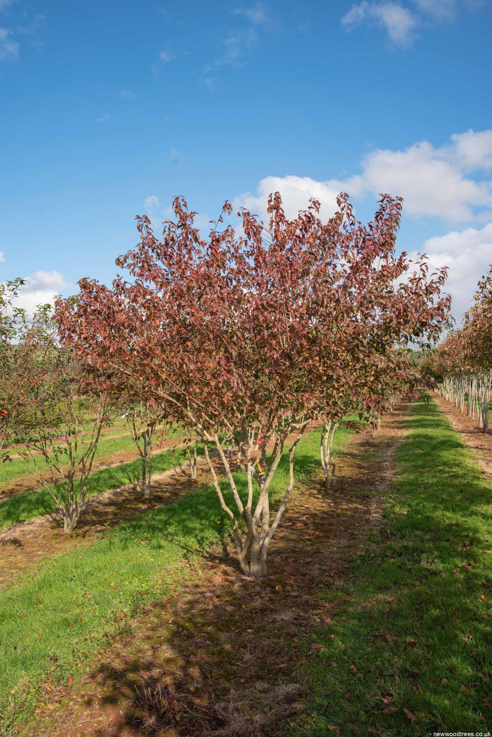 Acer ginnala 2 3 1663x2491 1