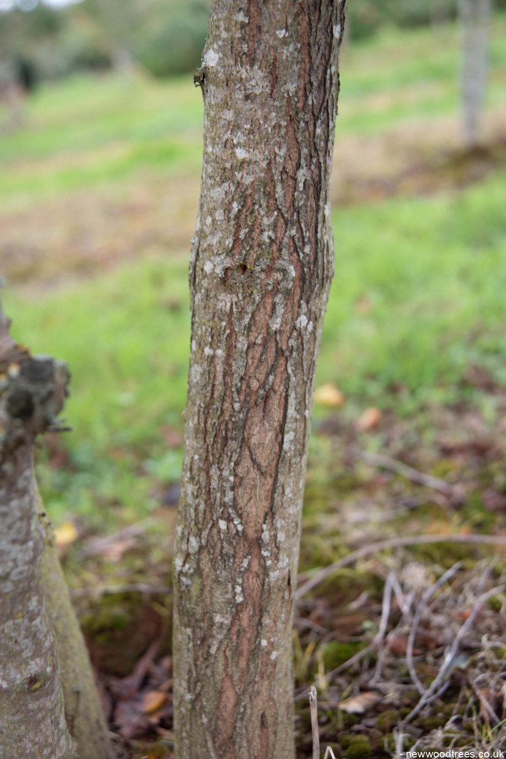 Acer ginnala 3 1001x1500 1