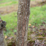 Acer ginnala 3 1001x1500 1