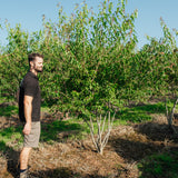 Acer ginnala NWT Products 25 26 0008