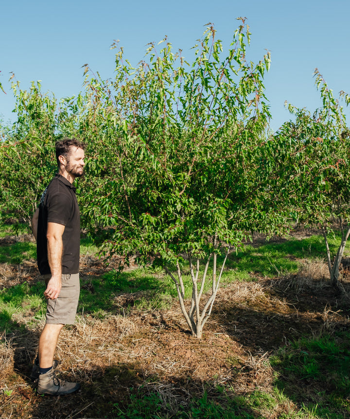 Acer ginnala NWT Products 25 26 0008