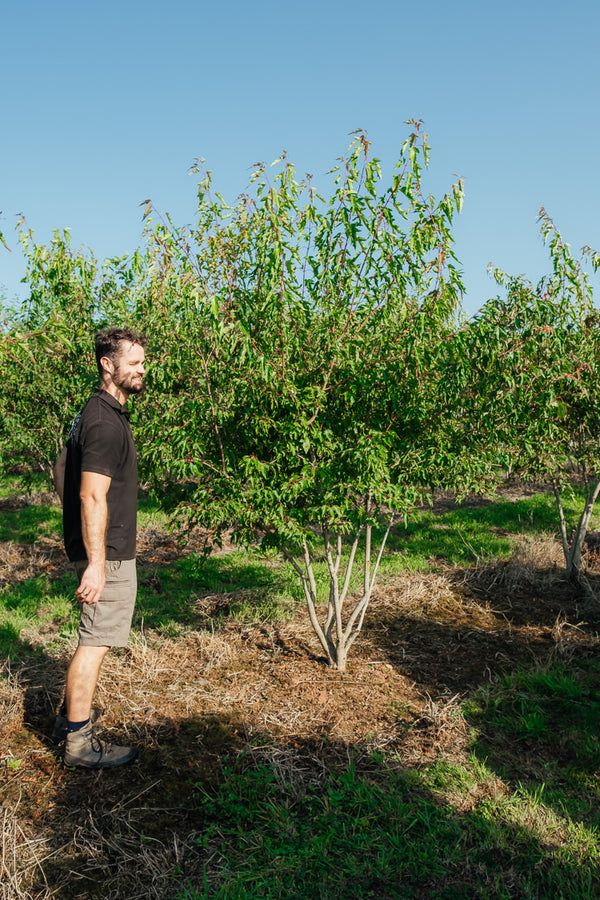 Acer ginnala NWT Products 25 26 0008