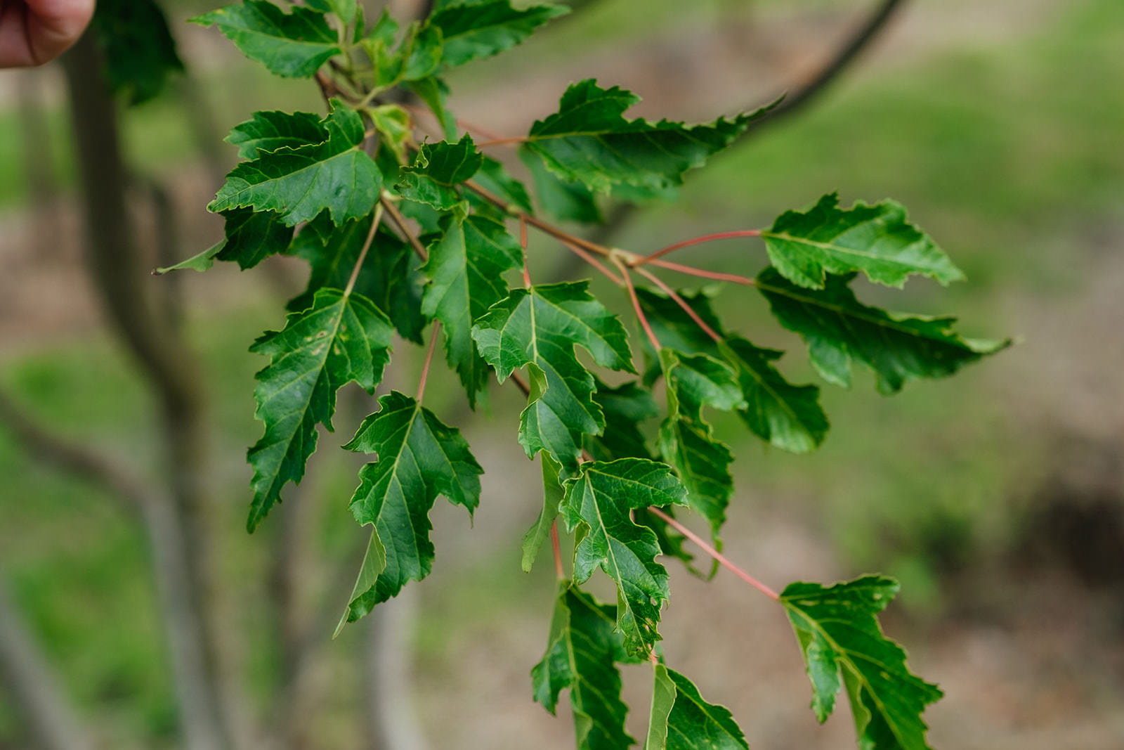 Acer Ginnala grown by New Wood Trees