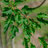 Acer Ginnala grown by New Wood Trees