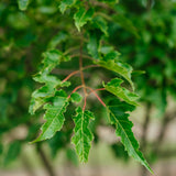 Acer Ginnala grown by New Wood Trees