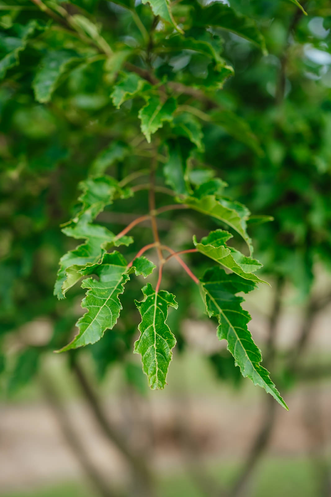 Acer Ginnala grown by New Wood Trees