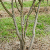 Acer Ginnala grown by New Wood Trees