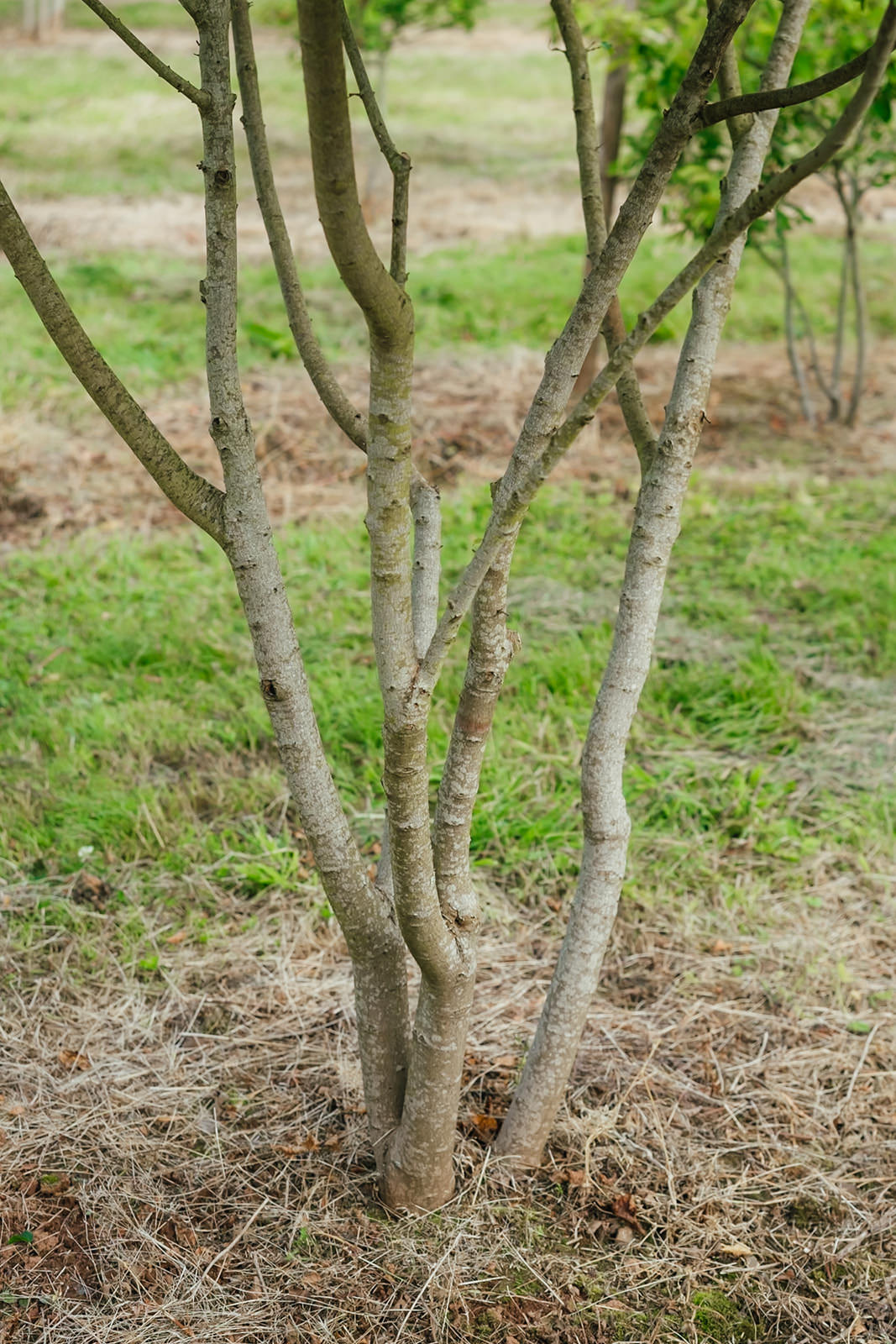 Acer Ginnala grown by New Wood Trees
