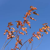 Acer ginnala