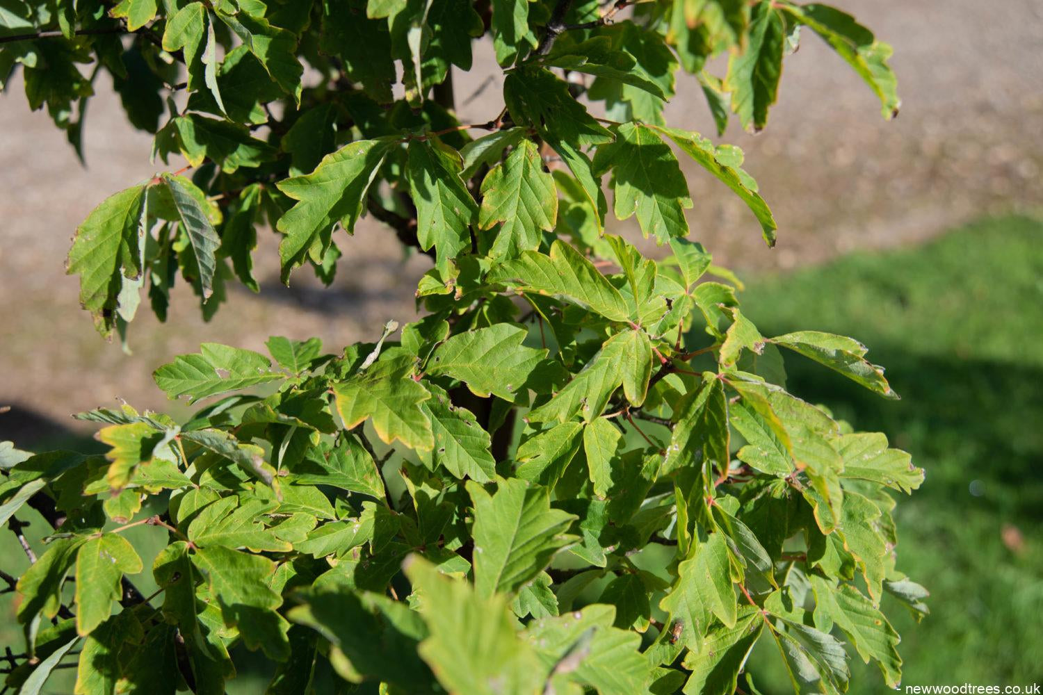 Acer griseum 1 1500x1001 1