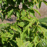 Acer griseum 1 1500x1001 1