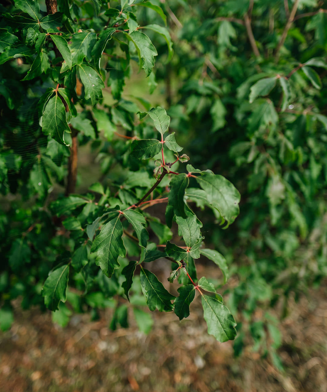 Acer Griseum grown by New Wood Trees