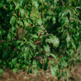 Acer Griseum grown by New Wood Trees