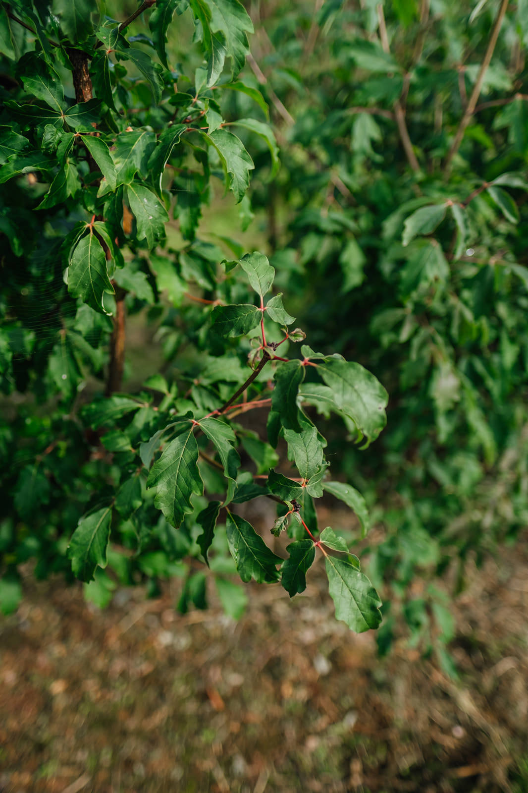 Acer Griseum grown by New Wood Trees