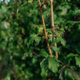 Acer Griseum grown by New Wood Trees
