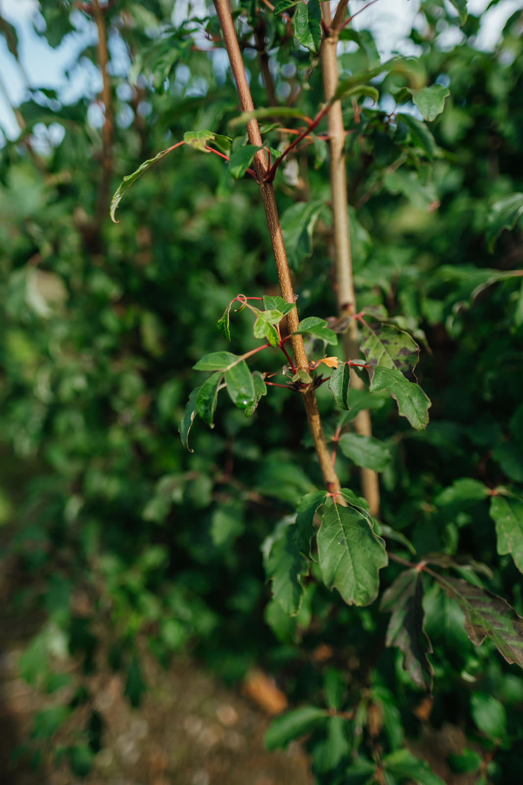 Acer Griseum grown by New Wood Trees