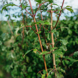 Acer Griseum grown by New Wood Trees