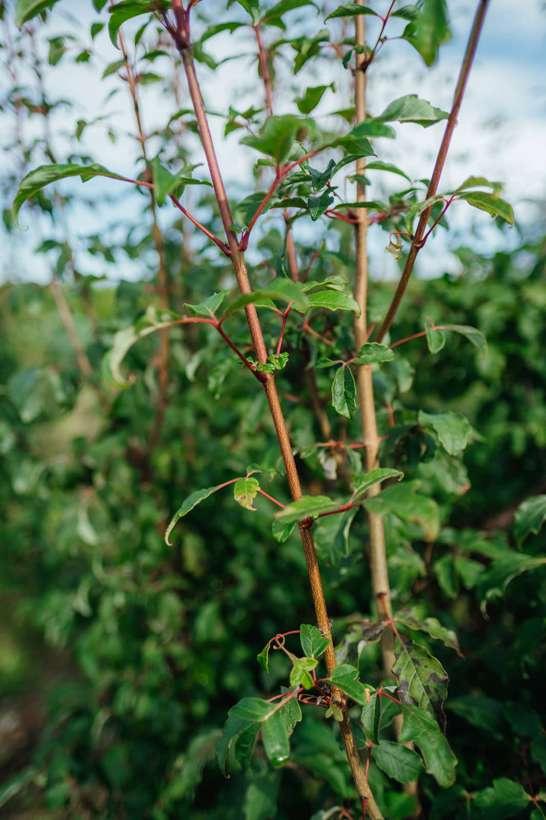 Acer Griseum grown by New Wood Trees