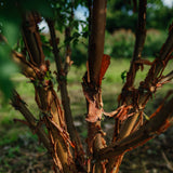 Acer Griseum grown by New Wood Trees