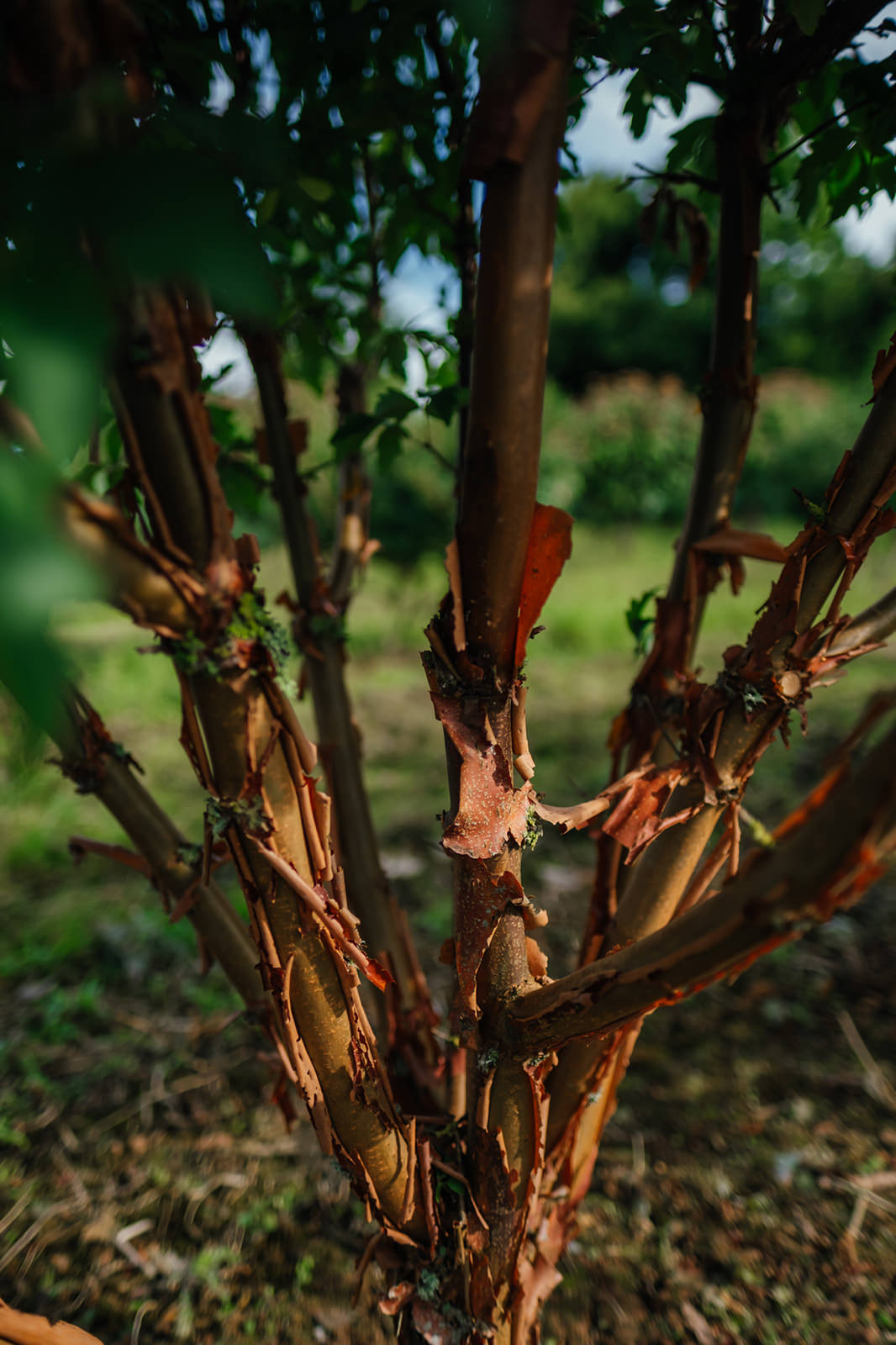 Acer Griseum grown by New Wood Trees