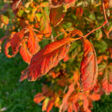Acer griseum 2 1 1663x2217 1