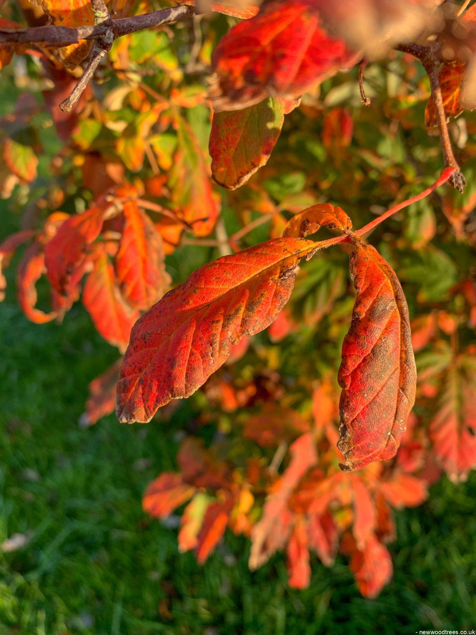 Acer griseum 2 1 1663x2217 1