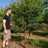 Acer griseum NWT Products 25 26 0005