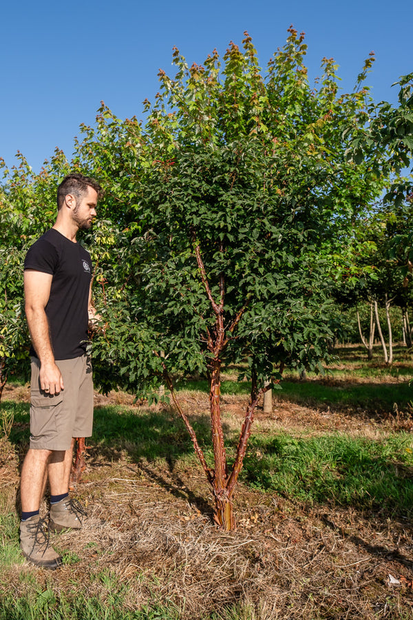 Acer griseum NWT Products 25 26 0005