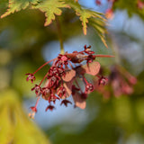 Acer japonicum Acotinifolium scaled