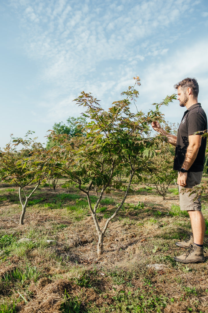 Acer japonicumm 'Acotinifolium' NWT products 25 26 4