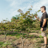 Acer japonicumm 'Acotinifolium' NWT products 25 26 4