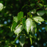Alnus cordata