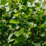 Alnus cordata