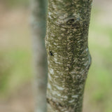 Alnus cordata