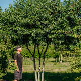 Alnus cortada New Wood Trees 25 26 0002