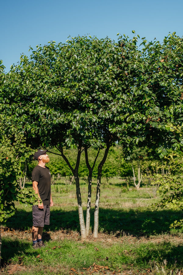 Alnus cortada New Wood Trees 25 26 0002