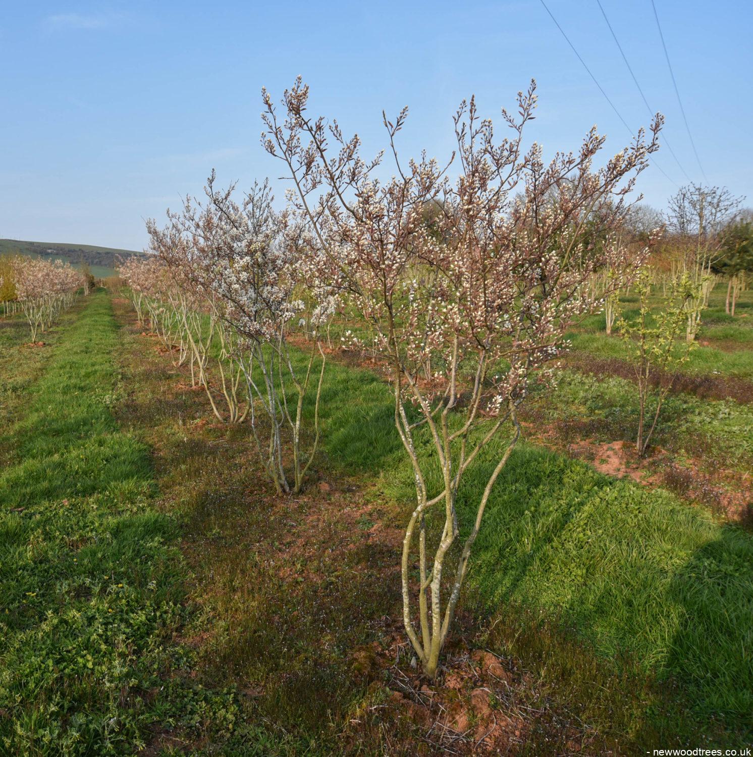 Amelanchier lamarckii 2 1492x1500 1